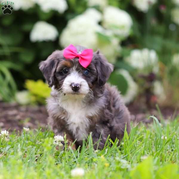 Princess, Mini Bernedoodle Puppy